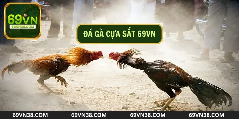 Đá gà cựa sắt là hình thức giải trí rất được yêu thích