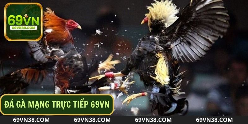 Giới thiệu đôi nét về hình thức đá gà mạng trực tiếp